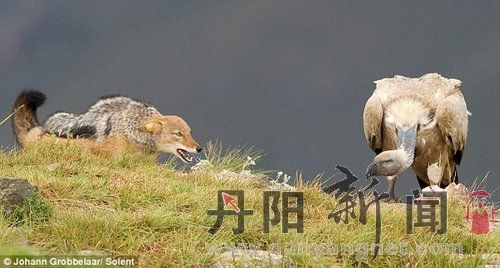 豺狼立即后退，并再次试图发起攻击，但在发现没有任何机会后，豺狼转身离开 