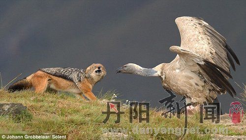 豺狼现身于山脊，开始与秃鹰对峙。