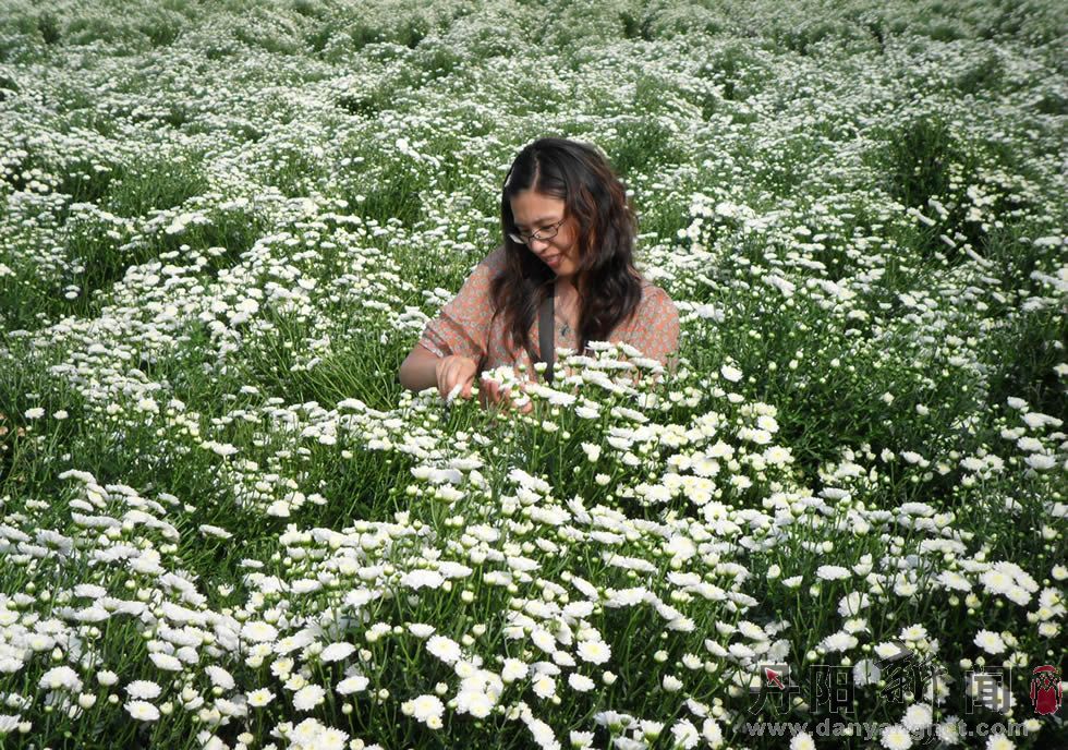 黄山盛夏采白菊