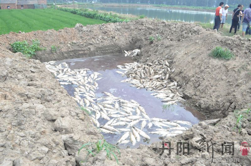 这里的水池也有死鱼