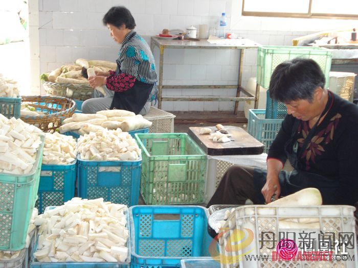 陵口萝卜5.jpg