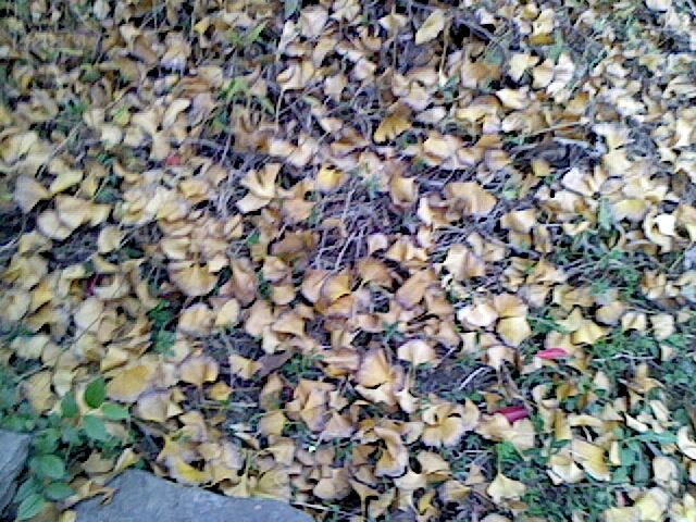 IMG0372A.jpg