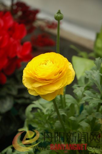 DSC_0231.jpg