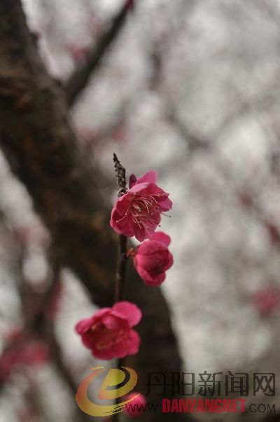 DSC_0130.JPG
