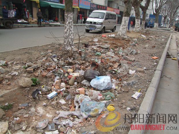 摄于南门开泰路绿化带