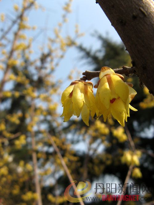 IMG_2065.jpg