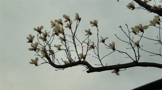 看到很多春天的图片也上传下正宗的望春木兰