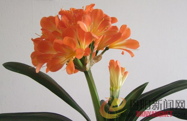 DSCF2221.JPG