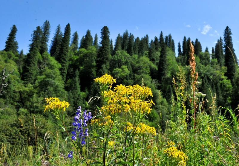 高山牧场.jpg